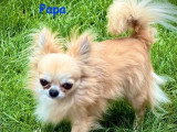 2 chiots Chihuahua femelles poil long à vendre non LOF mars 2026