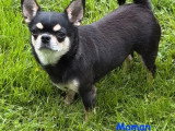 2 chiots Chihuahua femelles poil long à vendre non LOF mars 2026