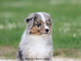 Chiot Berger Américain Miniature mâle LOF à vendre de mars 2026