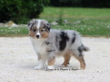 Chiot Berger Américain Miniature mâle LOF à vendre de mars 2026
