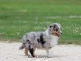 Chiot Berger Américain Miniature mâle LOF à vendre de mars 2026
