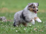 Chiot Berger Américain Miniature mâle LOF à vendre de mars 2026