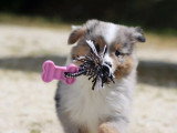 Chiot Berger Américain Miniature mâle LOF à vendre de mars 2026