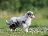 Chiot Berger Américain Miniature mâle LOF à vendre né en mars 2026