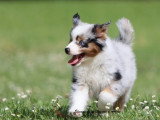 Chiot Berger Américain Miniature mâle LOF à vendre né en mars 2026