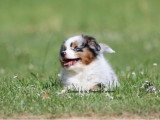 Chiot Berger Américain Miniature mâle LOF à vendre né en mars 2026