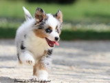Chiot Berger Américain Miniature mâle LOF à vendre né en mars 2026