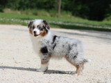 Chiot Berger Américain Miniature mâle LOF à vendre né en mars 2026
