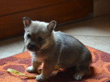 Portée de 6 chiots Spitz des Visigoths LOF à réserver près