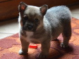 Portée de 6 chiots Spitz des Visigoths LOF à réserver près