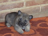 Portée de 6 chiots Spitz des Visigoths LOF à réserver près
