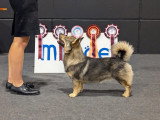 Portée de 6 chiots Spitz des Visigoths LOF à réserver près