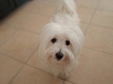 Chienne adulte Coton de Tuléar à vendre