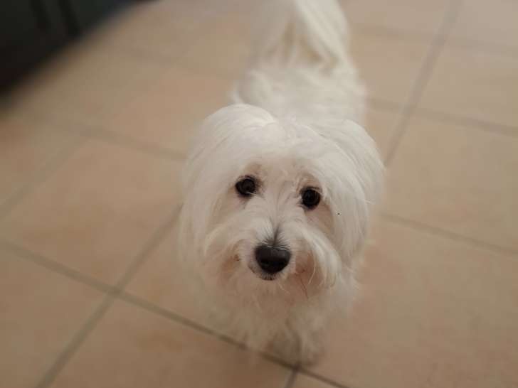 Chienne adulte Coton de Tuléar à vendre