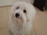 Chienne adulte Coton de Tuléar à vendre