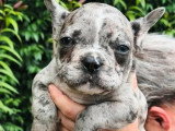 2 chiots Bouledogue Français merle non LOF à vendre nés en avril 2026
