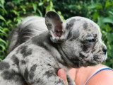 2 chiots Bouledogue Français merle non LOF à vendre nés en avril 2026