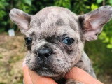 2 chiots Bouledogue Français merle non LOF à vendre nés en avril 2026