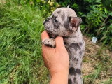 2 chiots Bouledogue Français merle non LOF à vendre nés en avril 2026