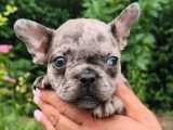 2 chiots Bouledogue Français merle non LOF à vendre nés en avril 2026