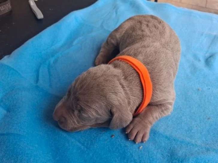 6 chiots Braque de Weimar nés en juin 2026 LOF à réserver