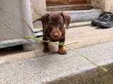 Chiot mâle Teckel Nain à poil ras chocolat à vendre