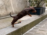Chiot mâle Teckel Nain à poil ras chocolat à vendre