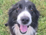 Bueno, Border Collie senior à adopter en association