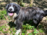 Bueno, Border Collie senior à adopter en association