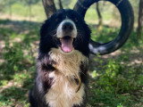 Bueno, Border Collie senior à adopter en association