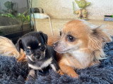 Chiot Chihuahua à vendre