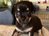 Chiot Chihuahua à vendre