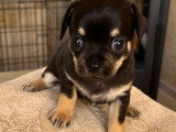 Chiot Chihuahua à vendre