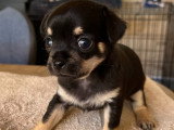 Chiot Chihuahua à vendre