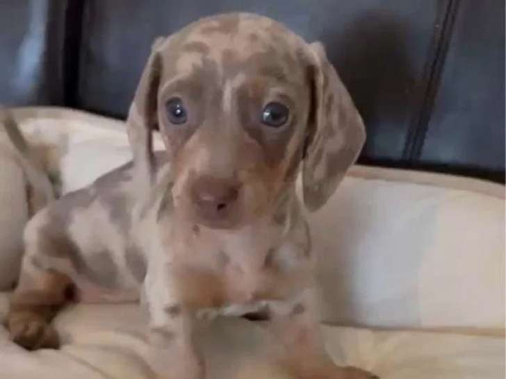 Chiot Teckel Nain mâle arlequin isabelle de mars 2026 à vendre non LOF