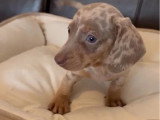 Chiot Teckel Nain mâle arlequin isabelle de mars 2026 à vendre non LOF