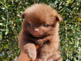 Chiot femelle Spitz Nain chocolat non LOF à vendre de mai 2026