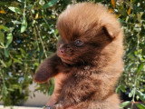 Chiot femelle Spitz Nain chocolat non LOF à vendre de mai 2026