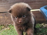Chiot femelle Spitz Nain chocolat non LOF à vendre de mai 2026