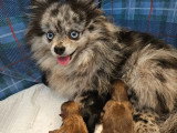 Chiot femelle Spitz Nain chocolat non LOF à vendre de mai 2026