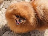 Chiot femelle Spitz Nain chocolat non LOF à vendre de mai 2026