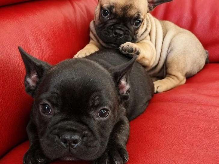 5 chiots Bouledogue Français non LOF nés en avril 2026 à vendre