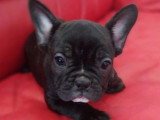 5 chiots Bouledogue Français non LOF nés en avril 2026 à vendre
