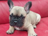 5 chiots Bouledogue Français non LOF nés en avril 2026 à vendre