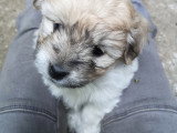 Chiots Coton de Tuléar LOF à vendre