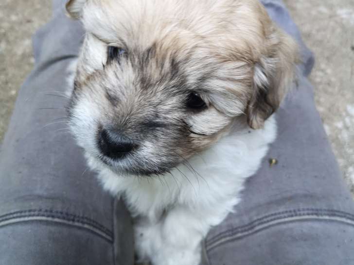 Chiots Coton de Tuléar LOF à vendre