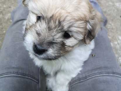 Chiots Coton de Tuléar LOF à vendre