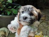 Chiots Coton de Tuléar LOF à vendre