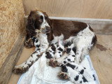 Chiots Springer Anglais à vendre