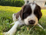 Chiots English Springer Spaniel